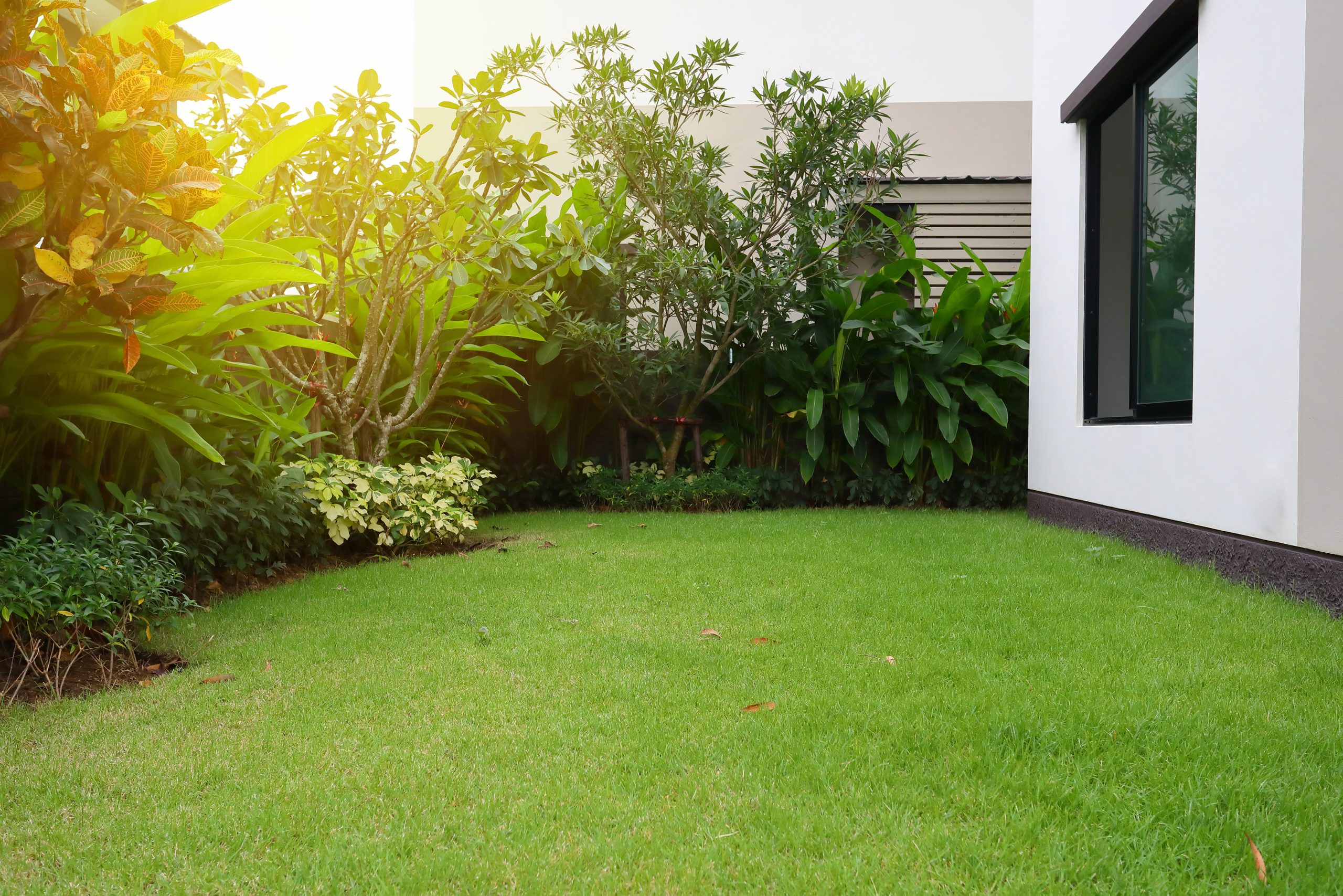 lawn landscaping with green grass turf in garden home